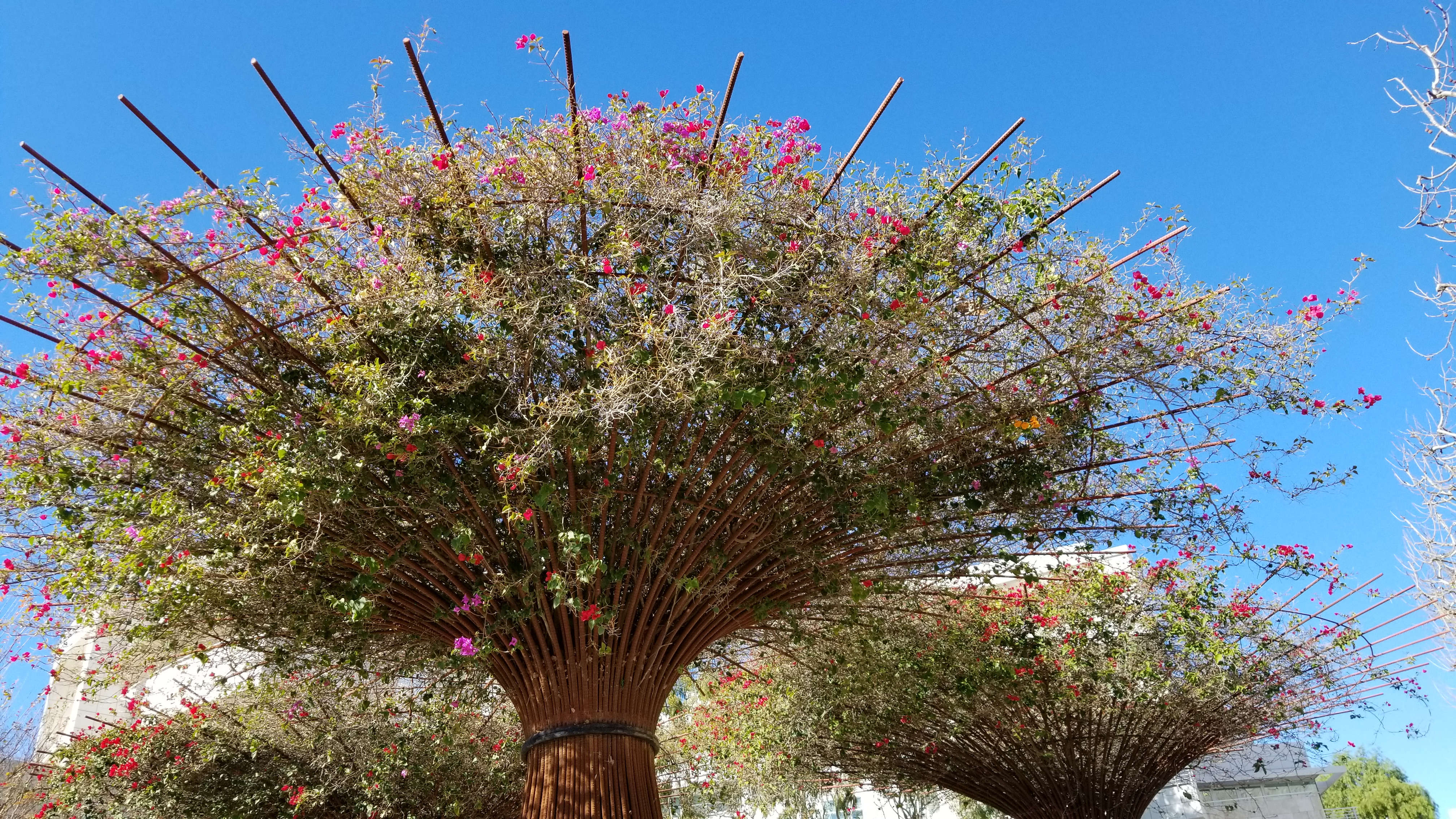 Closeup of the vines